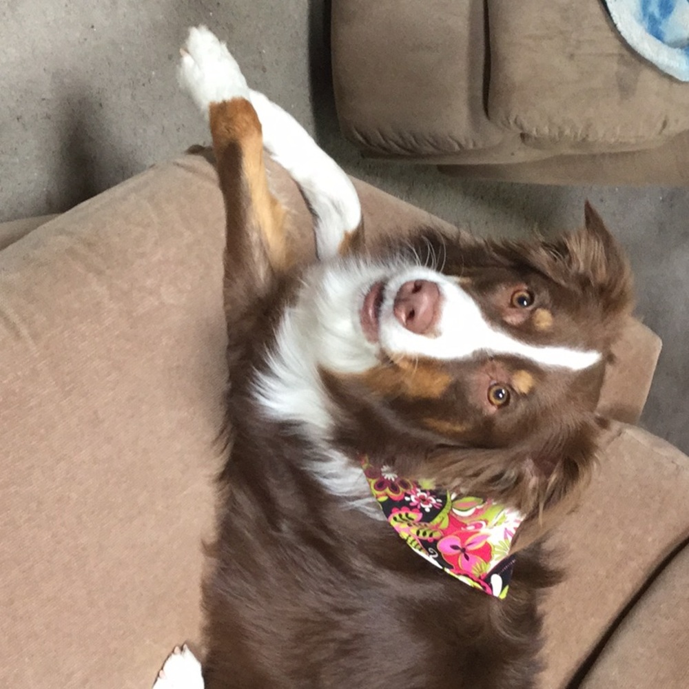 Dollie, NOT FOR SALE